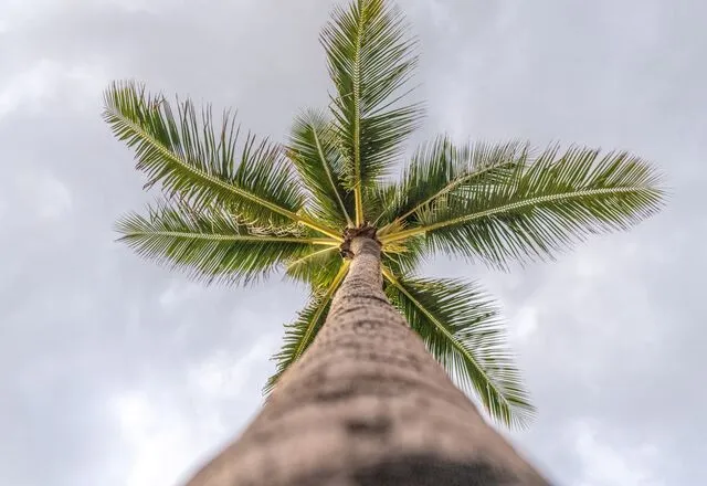 Palme am tropischen Strand